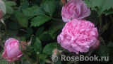 Rose des Peintres