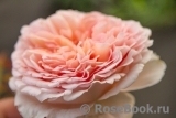 Abraham Darby