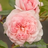 Abraham Darby