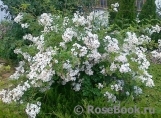 Rosa multiflora