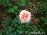 Abraham Darby