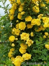 Persian Yellow