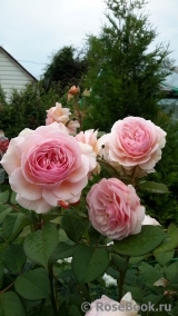 A Shropshire Lad