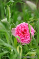 Gertrude Jekyll