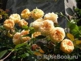 Crown Princess Margareta®