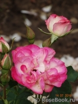 Bordure Rose 