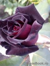 Black Baccara