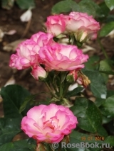 Bordure Rose 