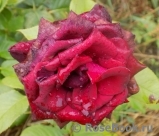 Black Baccara