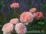 Rose de Gerberoy ®