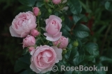 Hans Gonewein Rose 