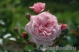 Rossetti Rose