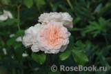 Rose de Tolbiac ®