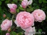 The Alnwick Rose