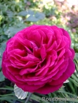 Johann Wolfgang von Goethe Rose®