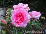 Perse Rose, The