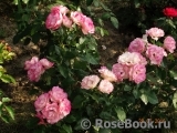 Bordure Rose 