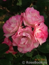 Bordure Rose 