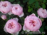 The Alnwick Rose