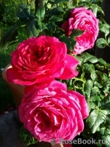 Johann Wolfgang von Goethe Rose®