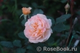 Rose de Gerberoy ®