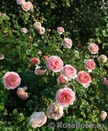 Abraham Darby