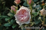 Antique Rose