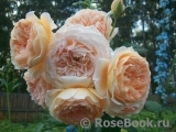 Crown Princess Margareta®