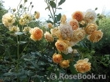 Crown Princess Margareta®