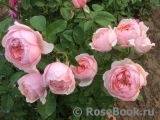 The Alnwick Rose