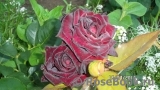 Black Baccara