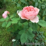 The Alnwick Rose