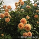 Crown Princess Margareta®