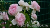 The Wedgwood Rose