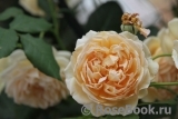 Crown Princess Margareta®