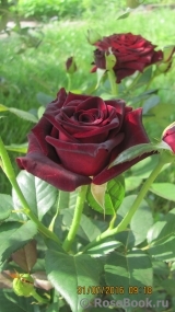 Black Baccara