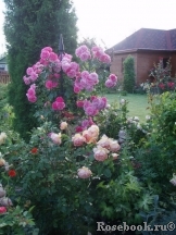 Rosarium Uetersen