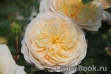 Crocus Rose® 