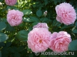 The Alnwick Rose