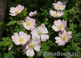 Rosa canina 'Pfanders'