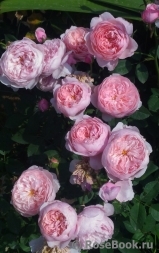 The Alnwick Rose