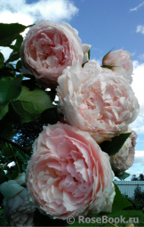 The Wedgwood Rose