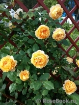 Crown Princess Margareta®