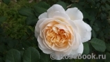 Crocus Rose® 