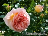 Abraham Darby