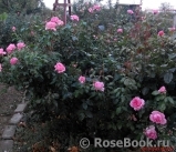 La Rose de Molinard ®