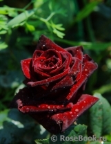 Black Baccara