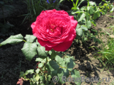 Johann Wolfgang von Goethe Rose®