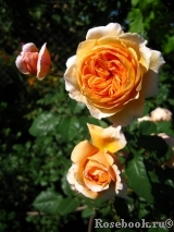 Crown Princess Margareta®