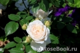 Crocus Rose® 